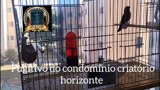 Curio Fugitivo Galador