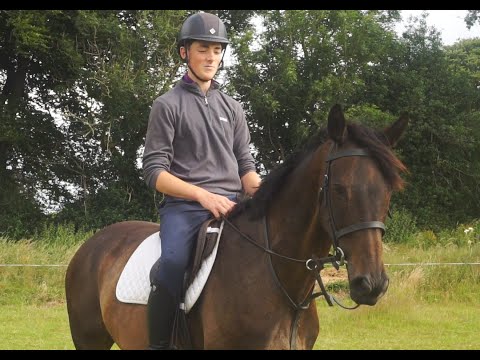 🌟 Lovely 15.2h All-Rounder 🌟 - Image 2