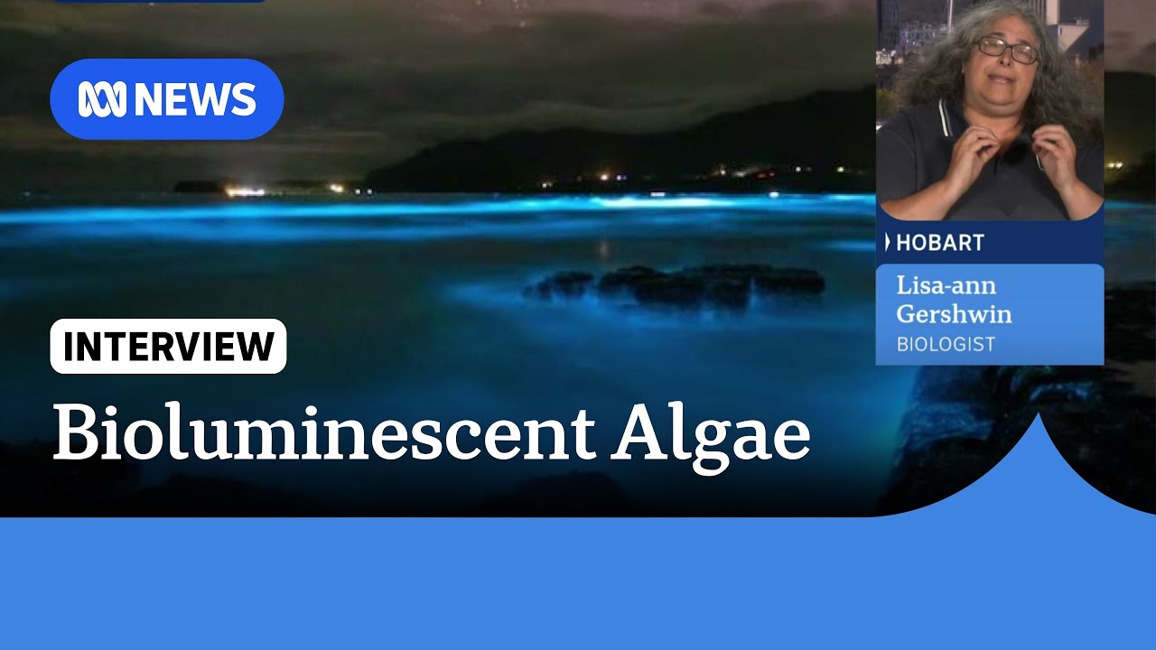 Tasmania's south-east coast 'glows' with bioluminescent algae | ABC News