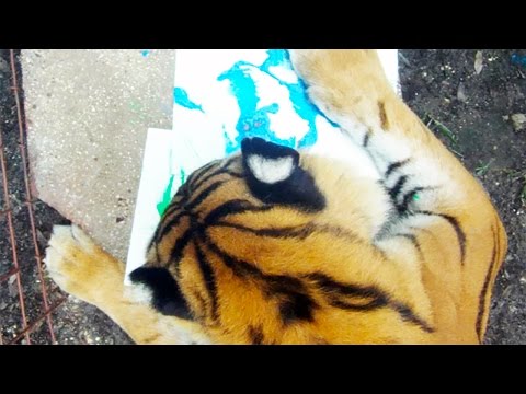 Art Class With The Big Cats