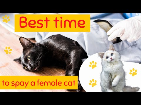 best time to spay a female cat and its benefits