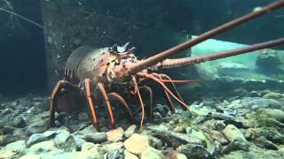 preview picture of video 'Rock Lobster Channel Islands Harbor California'