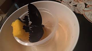 How to feed adult Butterfly (🦋 indoors)Part 1"Papillon"