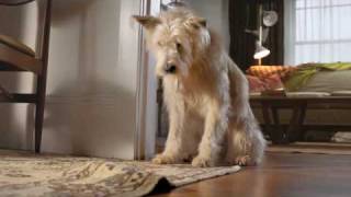 Travelers Insurance dog commercial (very funny)