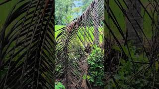 Download lagu Pepeling Kahirupan Bahasa Sunda#pepelingkolot#nasihatsunda#perkampungan #petualanganalamdesaku#sawah mp3