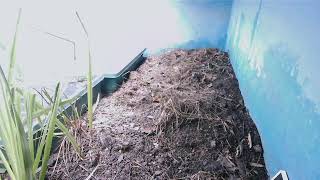 ダルマガエル観察ライブ20250925