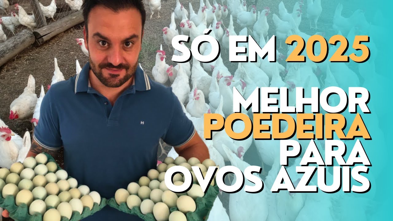 MELHOR POEDEIRA para OVOS AZUIS: só em 2025