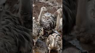 Ostrich🐤Eggs/ nature of beautiful creation! #ostrich #eggs 🦃