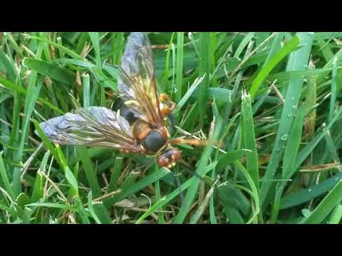 Cicada Killer Wasp Invasion in Brielle, NJ