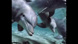 NAJWA NIMRI - Following Dolphins