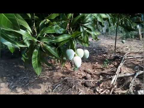 Picking A Lot Of Alphonsa Mango From Just One Mango Tree