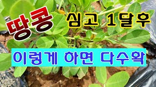 [텃밭농부. 1,065]  땅콩 모종정식 1달 후 이 작업 해 주면 다수확한다 #땅콩재배