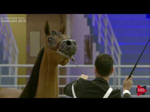 N 69 SHAMAYEL AL ZOBAIR   Sharjah International 2019