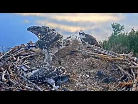 2019-06-25 Chicks being chicks: Lovely evening | Boulder County Osprey Cam