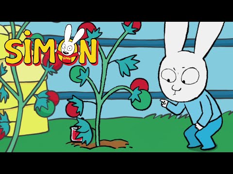 Grüne Tomaten! ???????????? Simon | 1 Stunde Kompilation | Cartoons für Kinder