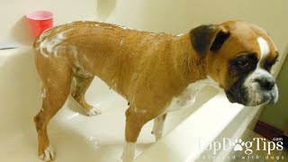 DIY Dog Shampoo: 3 Natural Recipes