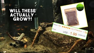 Growing A Natural Aquarium With $2 Seeds &amp; Decor!