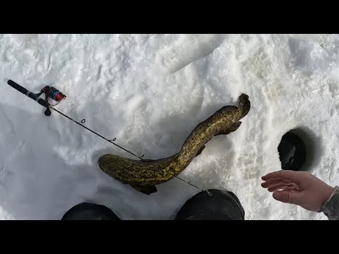 First Time Burbot Fishing! - New Personal Best!