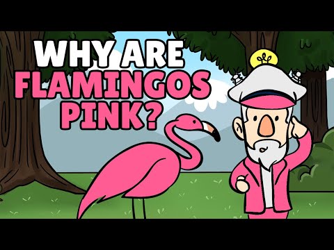 Why Are Flamingos Pink? | What Do Flamingos Eat? Flamingo Pink Colour