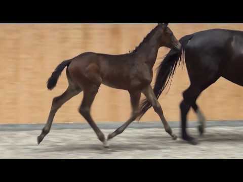 Rock Forever  - Sir Donnerhall filly oldenburger * 05/18