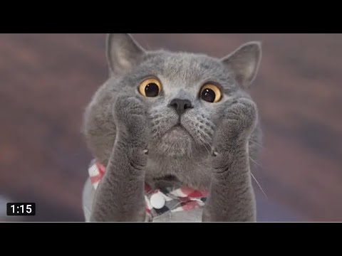 Funny Cats ✪ Mother cats protecting their cute kittens #81