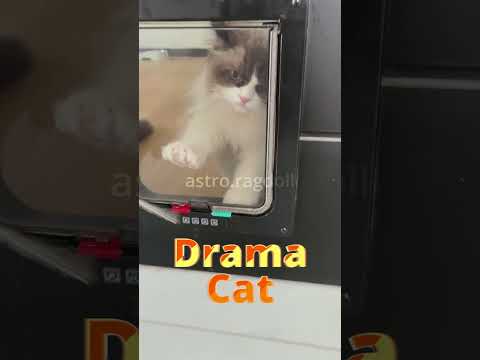 When you have a drama cat #funnycats #catfunny #dramacat #ragdollcat