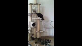 preview picture of video '27.07.2012 Omnia Mutantur's maine coon kittens on the cat-tree.wmv'