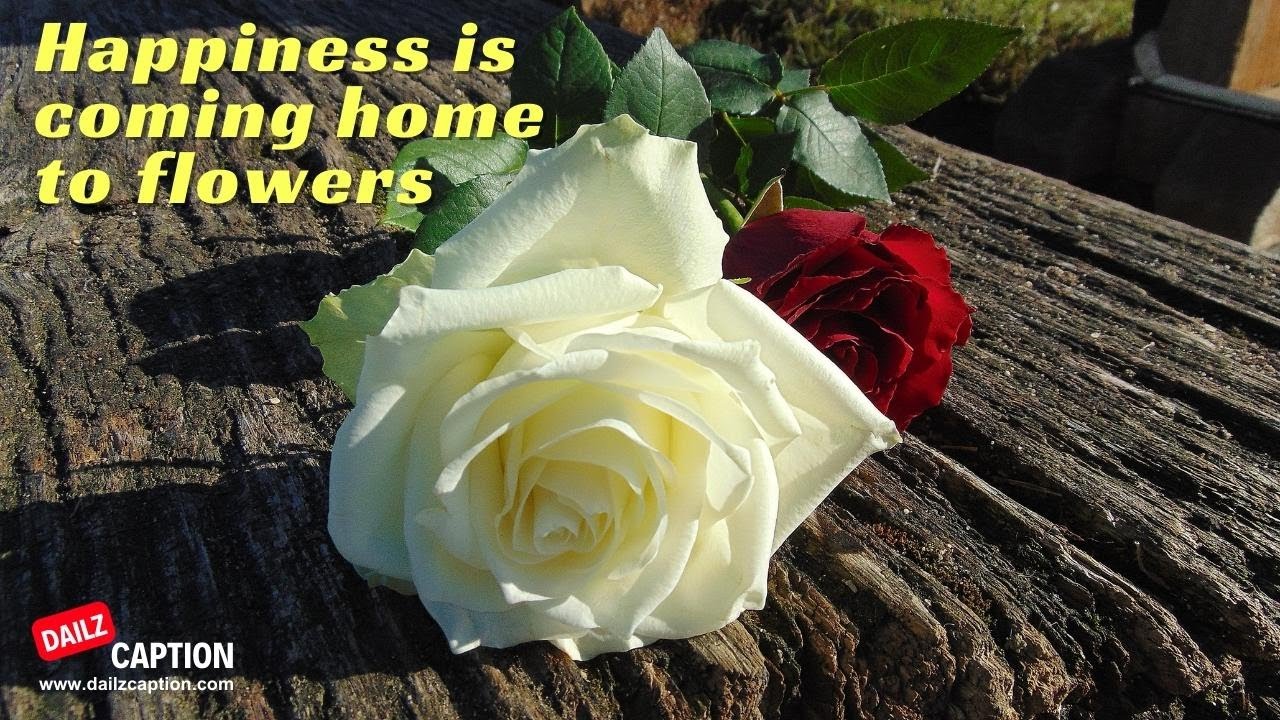 Flower Captions & Quotes For Instagram #flowerquotes #flower #flowers #captionsideas #instagramquote