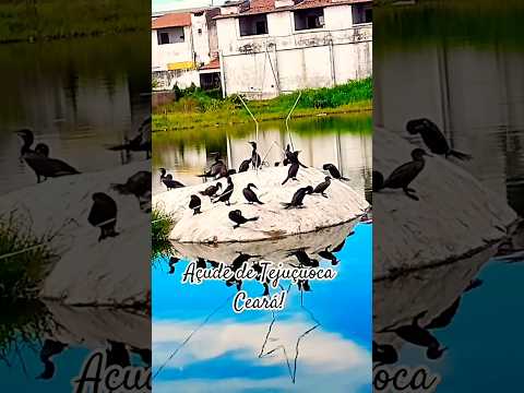 AÇUDE DE TEJUÇUOCA CEARÁ.#ACUDE#PATOSSELVAGENS#paisagensdosertao#viral
