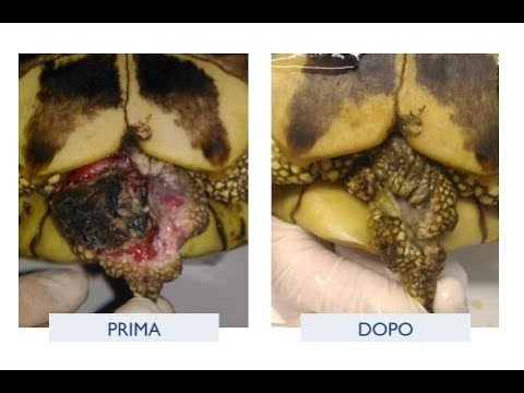 Descrizione di un parassita di lyambliya Ragione di apparizione di vermi in adulti