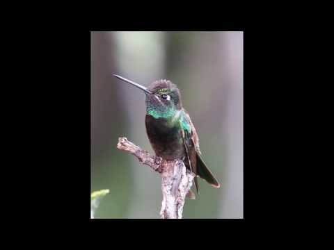 Magnificent hummingbird (Eugenes fulgens)