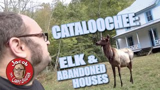 Cataloochee - Elk and Abandoned Houses