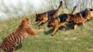 Wild Animals Fights Powerful Tiger vs Big Warthog, Wild Dogs vs Wildebeest Cheetah Buffalo
