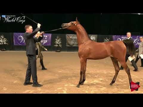 N.132 ARIA VENETIAN LACE - LAS VEGAS 2019 - Arabian World Cup Junior Fillies (Class 111).mp4