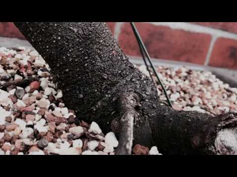 Blackthorn bonsai Yamadori
