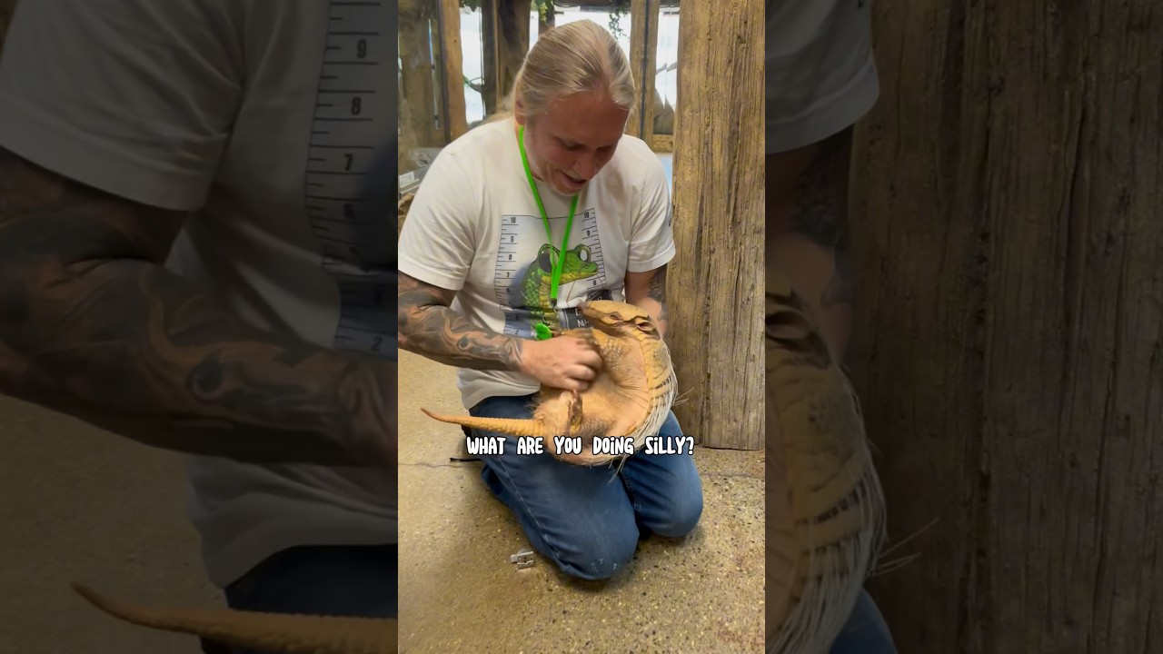 Brillo The Armadillo! Brillo is one of @BrianBarczyk  animal ambassadors! #armadillo #tank