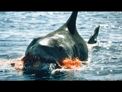 10 Worst Shark Attacks