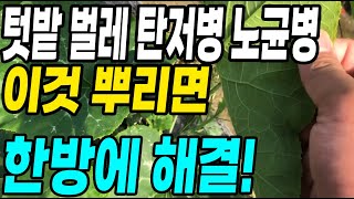 텃밭 벌레부터 탄저병 노균병 이것 뿌리면 한방에 해결됩니다! 벌레 각종병 걱정 끝!