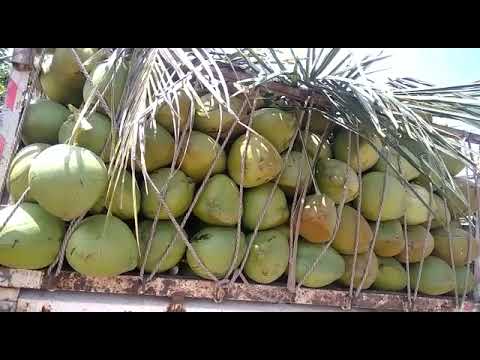 A grade green coconut, packaging size: truck load, coconut s...