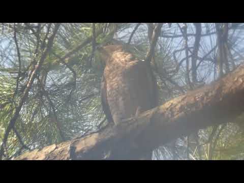 nature in my backyard episode 245 (HD)