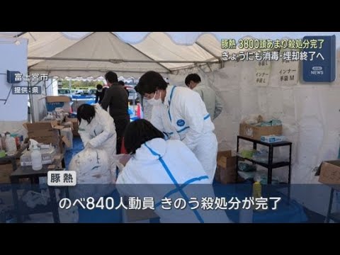 YouTube Video 養豚場で発生した豚熱について静岡県は殺処分が完了したと発表　10日にすべての作業が完了する予定　静岡・富士宮市