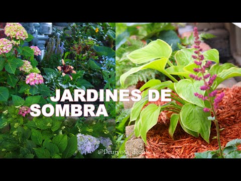 , title : 'PLANTAS DE SOMBRA, perfectas para un jardín con poca luz | Crea tu jardin de ensueño fácil y rápido'