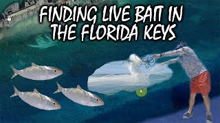 Where to Find and Catch Live Bait in the Florida Keys