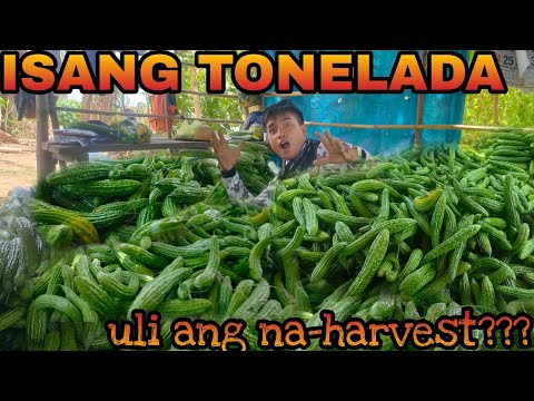 EP182-Part2: 1000KGS NG AMPALAYA, KAYA KAYA ULI?!!! | 9TH HARVEST