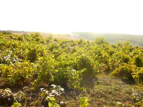 Viile bune de cules -Vanatori -Iasi.MOV