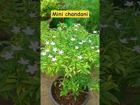 Mini chandani plant ☘️