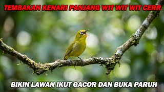 Download lagu PANCINGAN PLECI NEMBAK KENARI PANJANG WIT WIT CERR, BIKIN LAWAN IKUT GACOR DAN CEPAT BUKA PARUH mp3