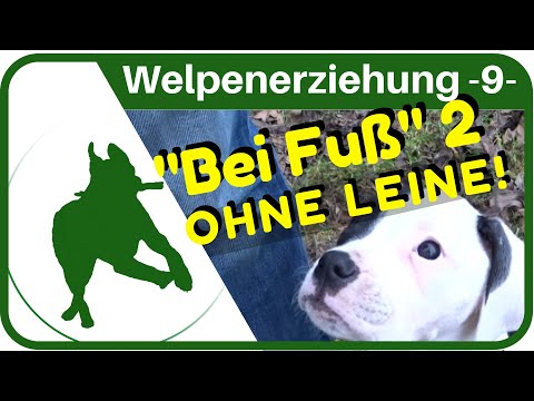 Welpenerziehung Teil 9 - "BEI FUß" - üben OHNE LEINE!