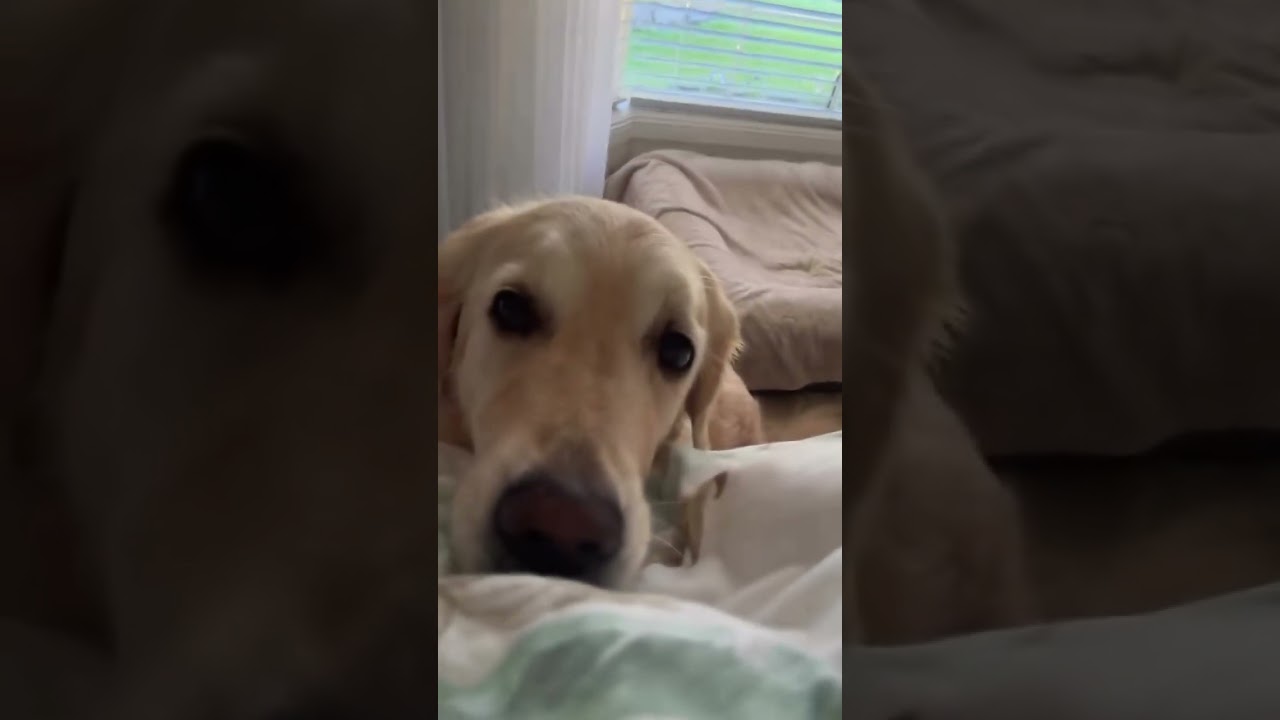 Beautiful Dog Quotes That Will Melt Your Heart 🐶❤️