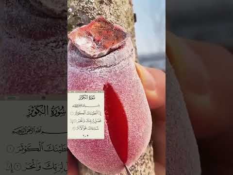 Inna Ataina kal_kausar surah Kausar ki tilawat#osm fruit video #shorts#islamic#ytshorts